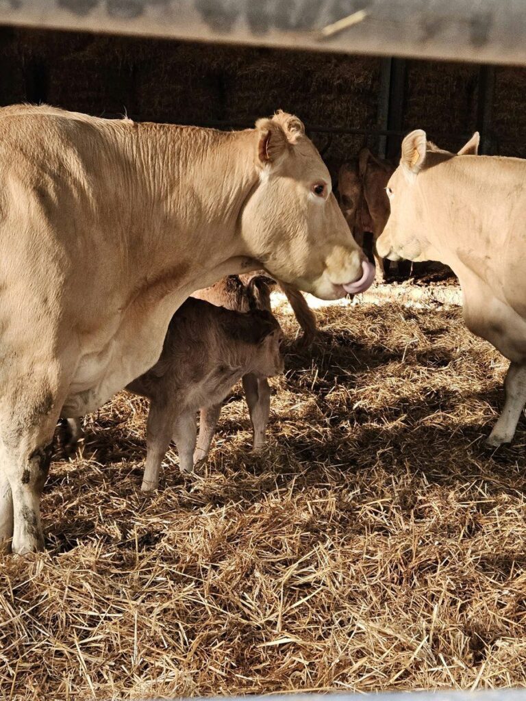 Vache et son veau dans la paille